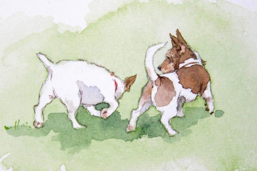 Animal Portraits - Dogs playing in watercolour