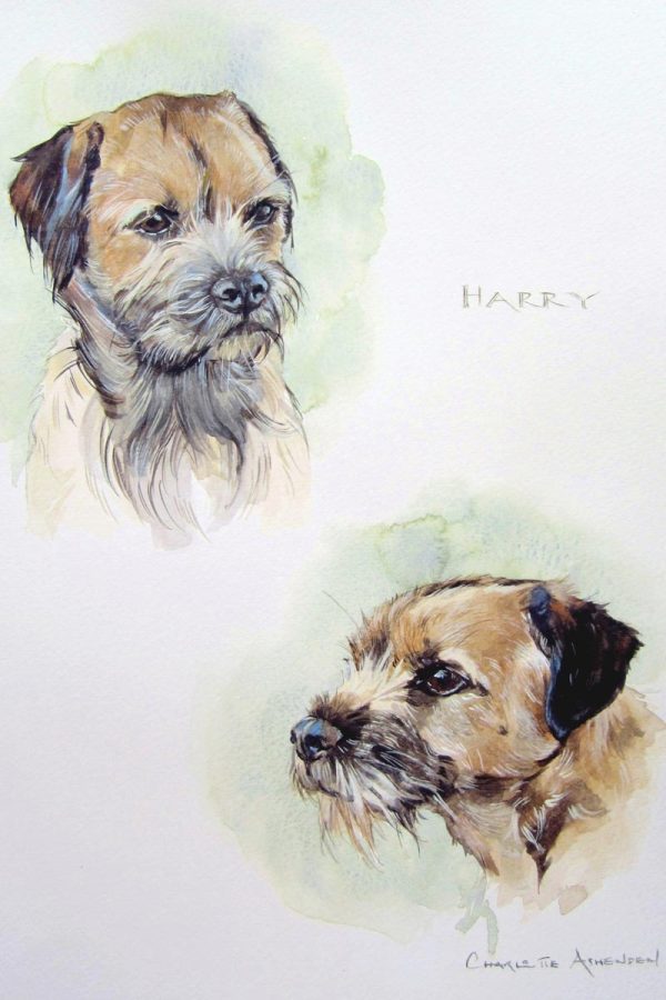 Animal Portraits - Harry in watercolour
