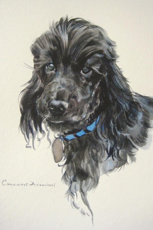 Animal Portraits - Sam in watercolour