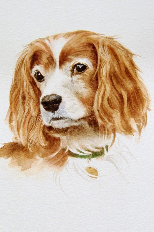 Dog portrait of Humphrey in watercolour