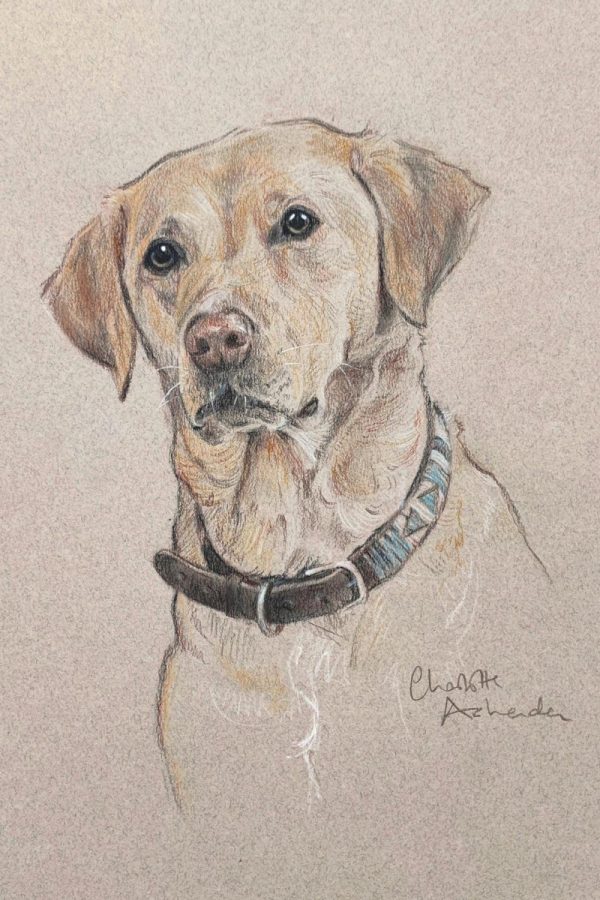 Purdey in Conte pencil and ochre pastel